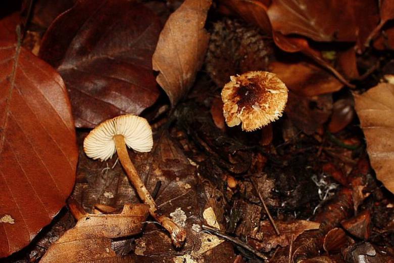 Lepiota castanea Quél. 1881 Fliegenpilz Myko AG im Wolfenbütteler Land